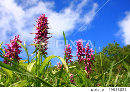 手稲山のハクサンチドリ 49058821