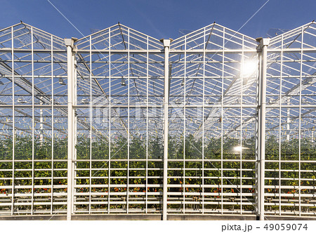 Tomato Greenhouse Maasdijk 49059074