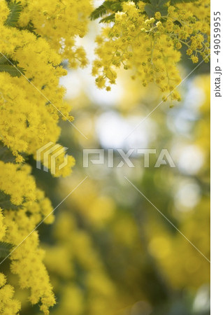 上と左にミモザの花房、後ろはミモザと光の球ボケの縦長写真 49059955