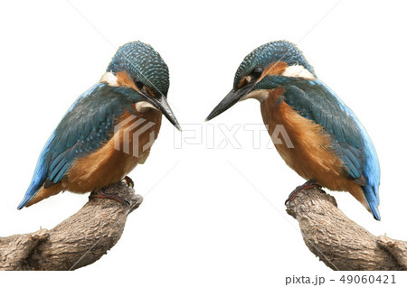 Kingfisher (Alcedo atthis) perched, White Kingfisher (Alcedo atthis) perched, White 49060421