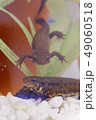 アカハライモリの子ども 49060518