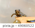 正面アカハライモリの子ども 49060522