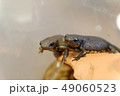 アカハライモリの子どもたち 49060523