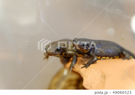 アカハライモリの子どもたち 49060523