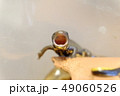 あくびアカハライモリの子ども 49060526
