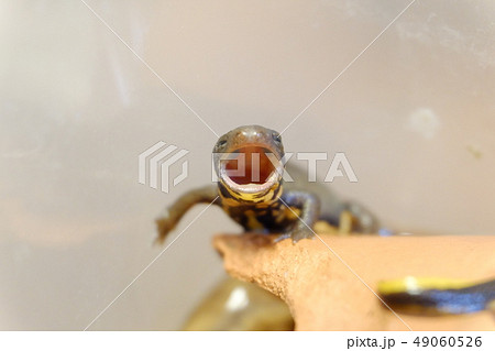 あくびアカハライモリの子ども 49060526