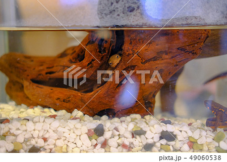 のぞくアカハライモリ 49060538