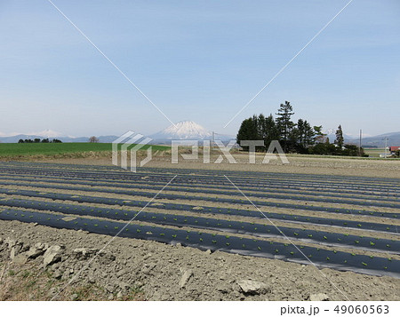 畑(北海道) 畑(北海道) 49060563