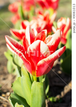 Row of red white tulips in outdoor flowerbed 49061013
