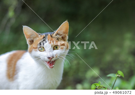 韓国 自然 動物の写真素材