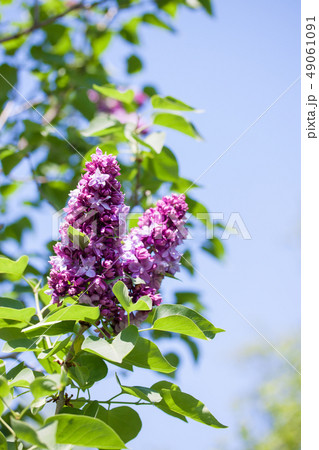spring terry lilac spring terry lilac 49061091