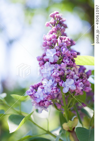 Beautiful spring terry lilac 49061097