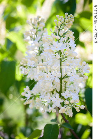white lilac, close-up white lilac, close-up 49061136