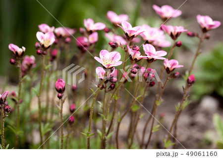 Beautiful spring blooming of saxifrage Beautiful spring blooming of saxifrage 49061160