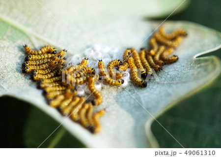 On the leaf hatched caterpillars 49061310