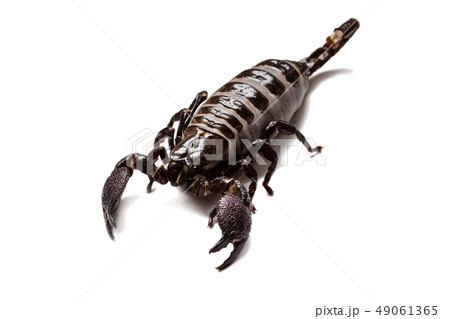 Thick scorpion on a white background 49061365