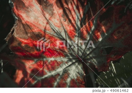 The unusual color of a plant leaf in a forest glad 49061462