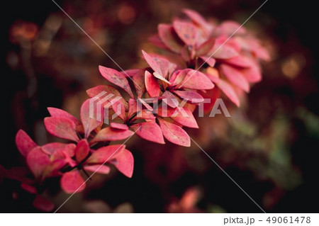 A branch of a bush of a barberry with red leaves 49061478
