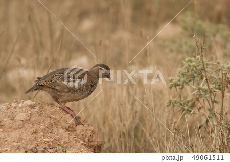 The red-legged, Alectoris rufa, Chicken 49061511
