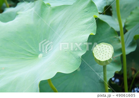 熊本県山鹿市の蓮まつりの蓮の葉と実 熊本県山鹿市の蓮まつりの蓮の葉と実 49061605