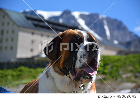 セントバーナード犬とグラン サン ベルナール峠 フランス イタリアの写真素材