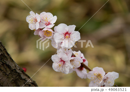 池上梅園 梅の花 池上梅園 梅の花 49063521