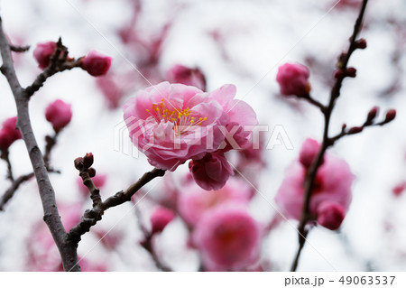 池上梅園　紅梅　八重揚羽 49063537