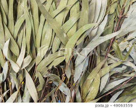 Green willow. Natural background. 49063559