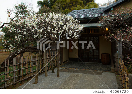 池上梅園　梅の花　白梅　建物 49063720