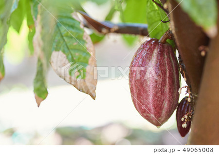 Raw cocoa red pod 49065008