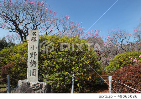 京都　随心院　小野梅園 49065036