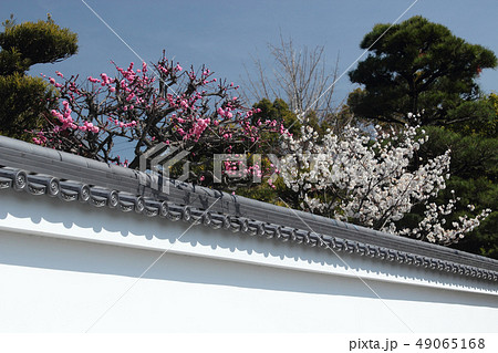京都　随心院の梅 49065168