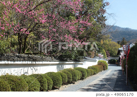 京都 随心院 参道の梅 京都 随心院 参道の梅 49065170