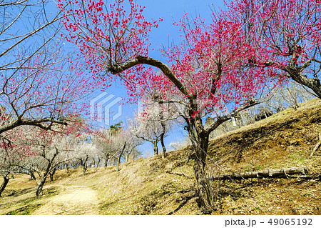 緋梅と白梅 49065192