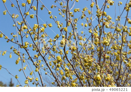 シナミズキ シナミズキ 49065221