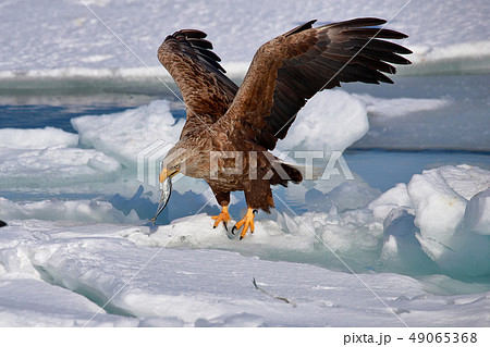 鷲 オオワシ 北海道 オホーツク海 遊覧船 クルーズ船 流氷 鷲 オオワシ 北海道 オホーツク海 遊覧船 クルーズ船 流氷 49065368