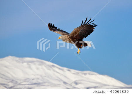 鷲　オオワシ　北海道　オホーツク海　遊覧船　クルーズ船　流氷 49065389