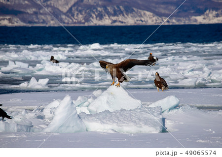 鷲　オオワシ　北海道　オホーツク海　遊覧船　クルーズ船　流氷 49065574