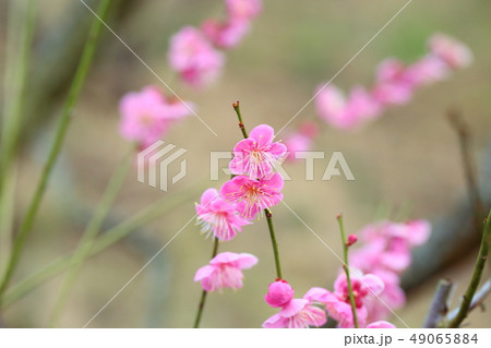 ピンクの梅の花 49065884