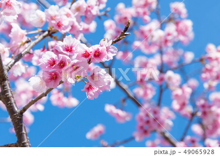熱海桜 熱海桜 49065928