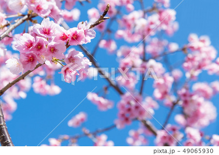 熱海桜 49065930