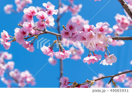 熱海桜 49065931