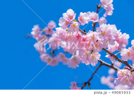 熱海桜 熱海桜 49065933