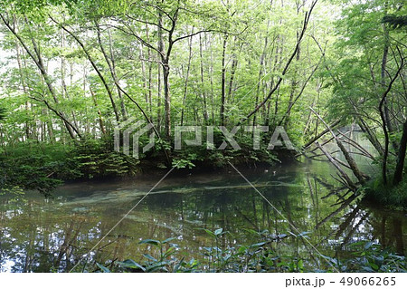 上高地の夏景色 上高地の夏景色 49066265