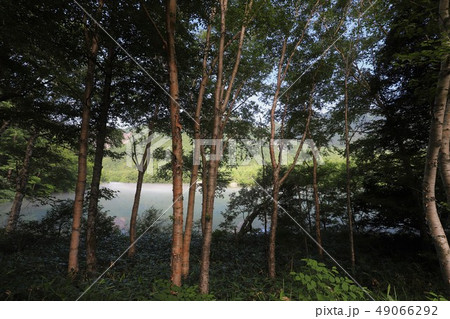 上高地の夏景色 上高地の夏景色 49066292