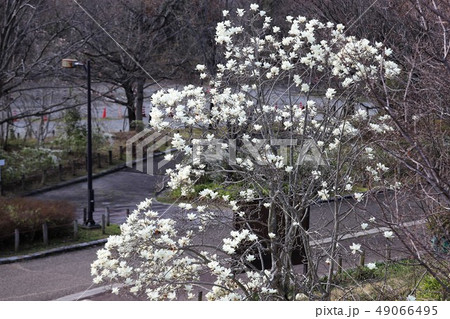 ハクモクレンの花 49066495