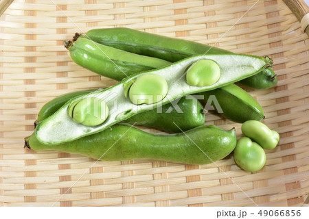 そら豆・一寸豆 そら豆・一寸豆 49066856