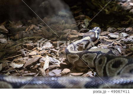 The ball python, Python regius, also known as the royal python 49067411