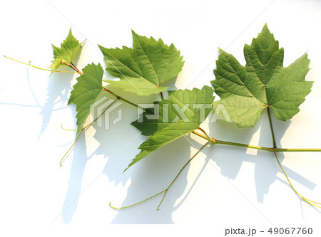 か 木の枝 クローズアップ 49067760