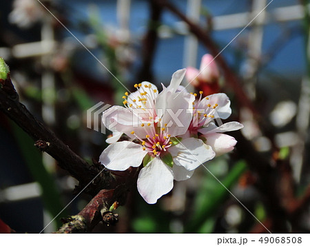 ユスラウメ 梅桃 Downy cherry ユスラウメ 梅桃 Downy cherry 49068508